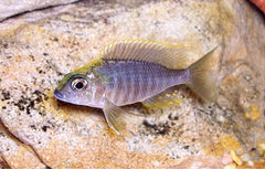 Aulonocara Maylandii