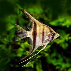 Pterophyllum scalare Maanvis