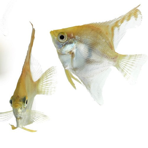 Pterophyllum scalare Maanvis Goud