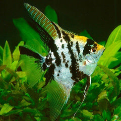 Pterophyllum scalare Marmer Goudkop