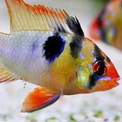 Papiliochromis ramirezi red-gold Antennebaars