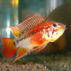 Apistogramma sp. viejeta II super red