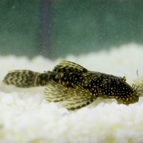 Ancistrus Temminckii (Dwergplectomus)
