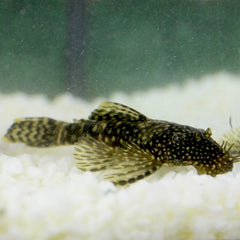 Ancistrus Temminckii (Dwergplectomus)