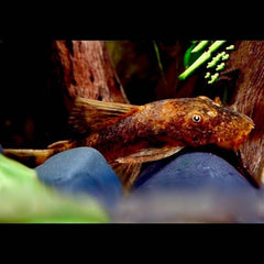 Ancistrus sp. LDA 16