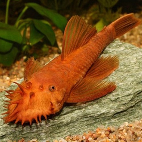 Ancistrus temmincki super red