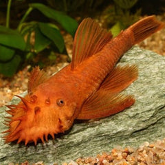 Ancistrus temmincki super red