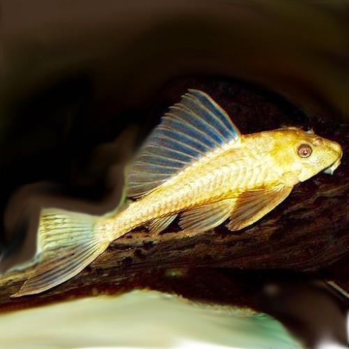Hypostomus plecostomus gold