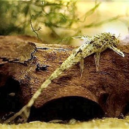 Rineloricaria fallax - Loricaria parva