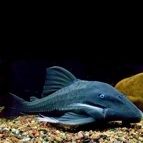 Panaque Suttoni, Panaque Suttonorum 25 cm