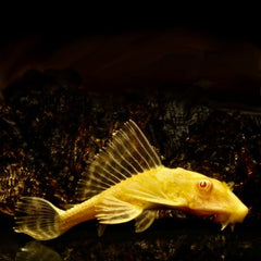 Glyptoperichthys gibbiceps albino