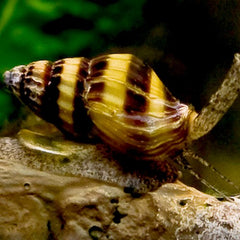 Anentome Helena