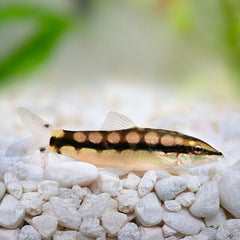 Botia Sidthimunki Dwergbotia Thailand