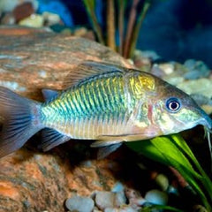 Brochis Splendens