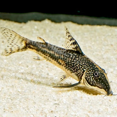 Corydoras barbatus