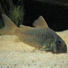 Corydoras Concolor