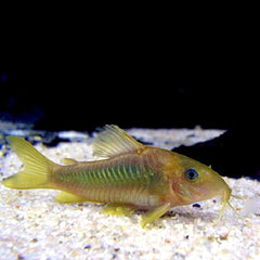 Corydoras Melanotaenia M Gouden Pantsermeerval