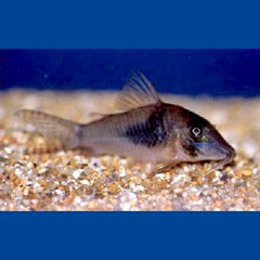 Corydoras Septentrionalis M Pantsermeerval Septentrionalis