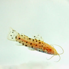 Hoplosternum thoracatum albino M