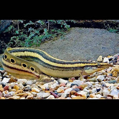 Macrognathus siamensis Oogvlek stekelaal