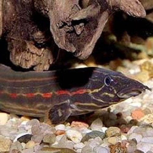 Mastacembelus Erythrotaenia