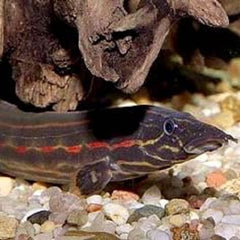 Mastacembelus Erythrotaenia