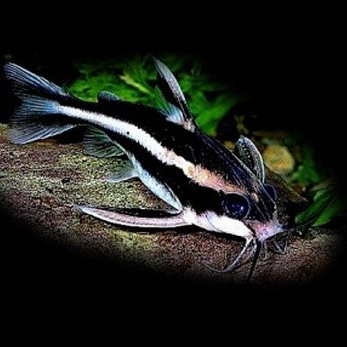 Platydoras Costatus M Gestreepte Doornmeerval