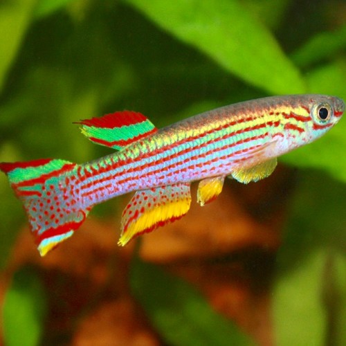 Aphyosemion striatum Tandkarper