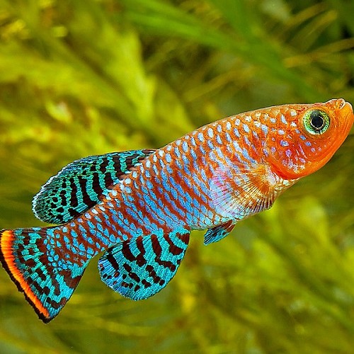 Nothobranchius rachovii Beira Tandkarper