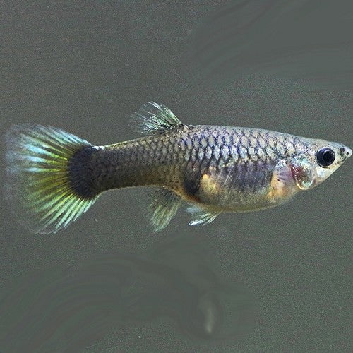 Poecilia Reticulatus Guppy Mix Female
