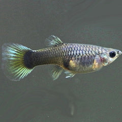 Poecilia Reticulatus Guppy Mix Female