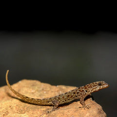 Gonatodes Vittatus