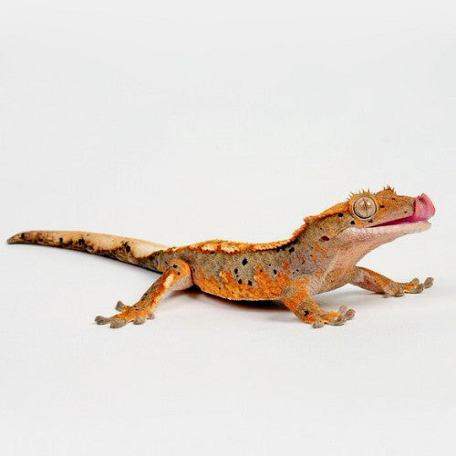 Correlophus ciliatus M Crested Gecko Mixed Morphs