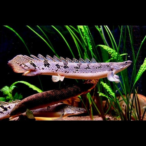 Polypterus delhezi M Kwastvinaal
