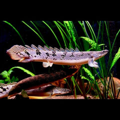 Polypterus delhezi M Kwastvinaal
