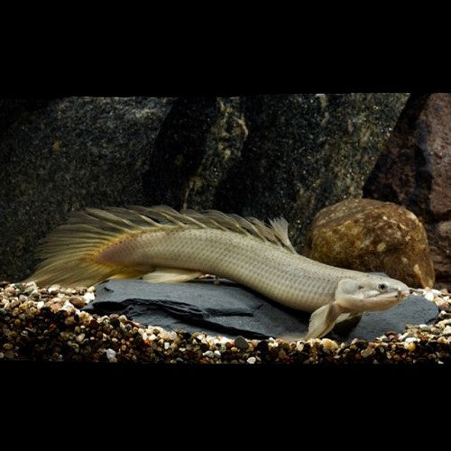 Polypterus Senegalus Kwastvinsnoek Nigeria S