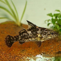 Lates Niloticus Nijlbaars Afrika