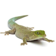 Phelsuma standingi S Standing's day gecko