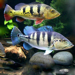 Cichla piquiti blue 'Azul'