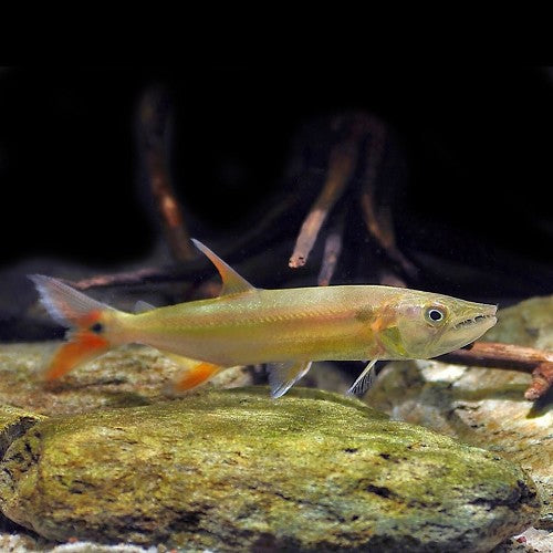 Acestrorhynchus falcirostris (Zoetwater barracuda)