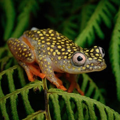 Heterixalus alboguttatus S Starry Night Reedfrog