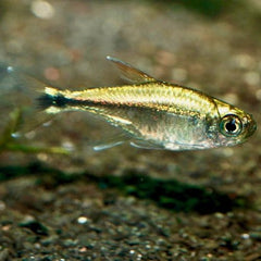 Hemigrammus Rodwayi Goudtetra Guyana