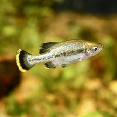 Ameca Splendens M Hooglandkarper