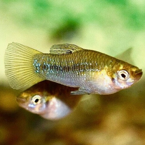 Limia Perugiae M