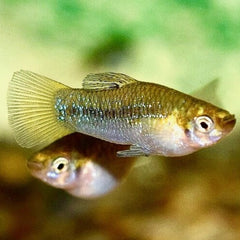 Limia Perugiae M