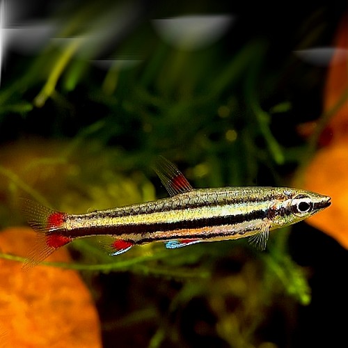 Nannostomus Trifasciatus