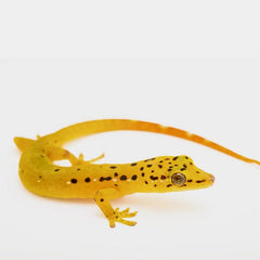 Pseudogekko smaragdinus S Smaragdgecko