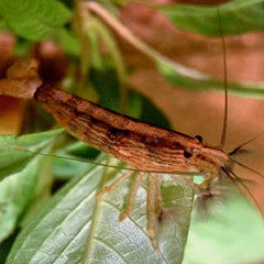 Atyopsis Moluccensis - Aziatische Waaierhandgarnaal