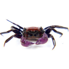 Indonesia Vampire (Geosesarma Dennerle) Krab