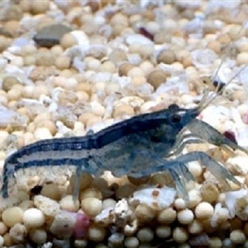 Cambarellus Diminutus - Blauwe Dwergkreeft